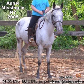 MISSING EQUINE angel, Near Staten island , NY, 10314